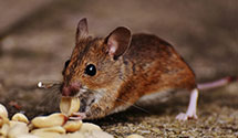 24 Hour & Emergency Exterminators in Tuhaye, UT